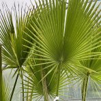 Mexická palma (Washingtonia robusta) – výška 200-220 cm, výška kmeňa 80-90 cm, kont. C50L (-4°C) 